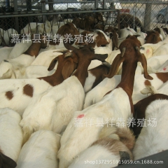 厂家直销供应应波尔山羊 育肥羊 商品羊