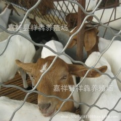 供应育肥羊 波尔山羊 孕羊 种羊