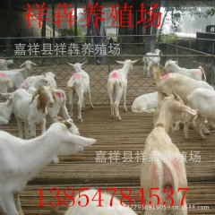 长期 供应白山羊 育肥羊 屠宰羊 价格低廉 欢迎选购！