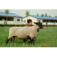 『肉羊品种』肉羊羔，育肥羊，肉羊养殖场