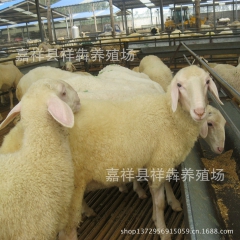 养殖场销售小尾寒羊 种羊育肥羊 羊苗 公羊 提供养殖技术 包...
