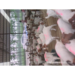 纯种小尾寒羊 波尔山羊 育肥羊 肉羊 小尾寒羊养殖效益高价格...