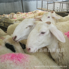 真正的养殖场 供应小尾寒羊 杜波杂交羊 纯种公羊 育肥羊