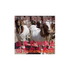 改良肉羊波尔山羊育肥羊 山羊羔 繁殖母羊 提供波尔山羊养殖技...