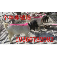 波尔山羊 育肥羊 肉羊 小尾寒羊养殖效益高价格合适18366...