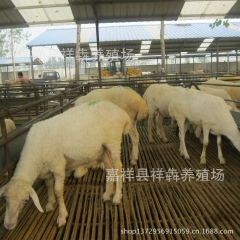 供应 小尾寒羊 育肥羊 杂交杜寒绵羊。纯种黑头杜波绵羊 欢迎...
