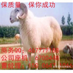 哪里有纯种的小尾寒羊羔、种羊羔 育肥羊 山东奇强牧业 量大优...