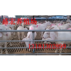 供应纯种山羊 怀孕母羊 小公羊育肥羊