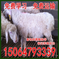 小尾寒羊 肉羊 育肥羊 波尔山羊育肥山羊价格