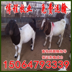 养殖场场家直销纯种波尔山羊 小尾寒羊 肉羊 育肥羊 养羊效益