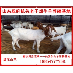 老干部牛羊养羊场常年供应1-6代波尔山羊 种羊 育肥羊