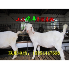 白山羊大型养殖场 常年出售白山羊 羊羔  育肥羊  育肥肉羊