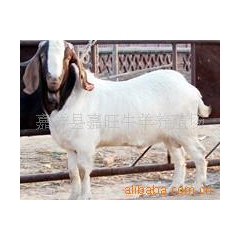波尔山羊种羊、育肥羊、肉羊、公羊、羔羊、小尾寒羊、