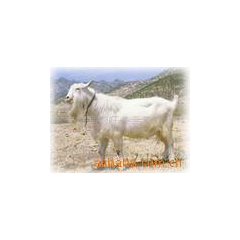 供应优质波尔山羊 种羊 肉羊 种公羊 育肥羊