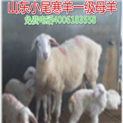 中秋节急售8000只小尾寒羊 怀孕母羊价格 小羊羔质量好 育...