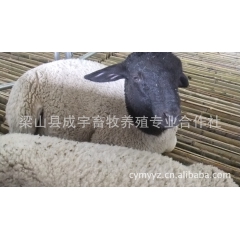 成宇牧业提供育肥羊 低价格长期出售
