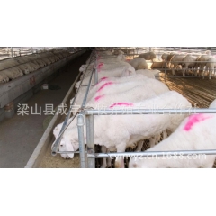 育肥羊 质优价低 纯种羊 成宇牧业合作社