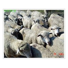 河南肉羊养殖基地 育肥羊 小羊羔 母羊 种公羊 常年对外销售