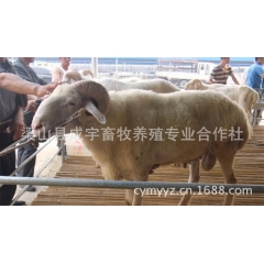 山东【养殖基地】 长期出售育肥羊 价格低 诚信