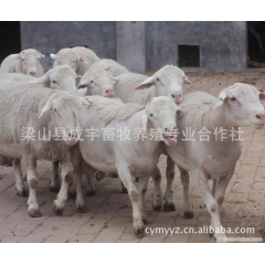 成宇牧业长期供应纯种育肥羊 价格低 诚信可靠