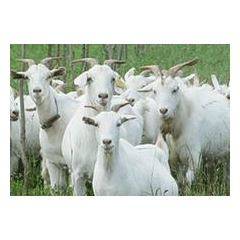 肉羊价格 白山羊 绒山羊 育肥羊 成品羊 肉羊交易市场