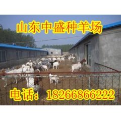 宣城改良小尾寒羊 波尔山羊 黑山羊 育肥羊