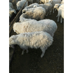 小尾寒羊，大尾寒羊，湖羊，山羊，绵羊，种母羊，种公羊，育肥羊