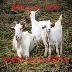 新乡肉羊养殖秋季快速育肥的措施及技术  小羊苗 羊羔  育肥...
