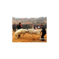 供应波尔山羊种羊、育肥羊、小尾寒羊、斗羊、牛羊价格