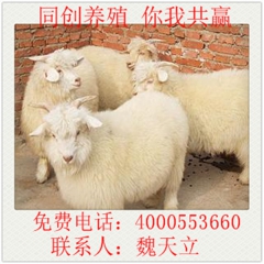 山东肉羊价格 育肥羊 成品肉羊 白山羊 波尔山羊 黄羊 青山...