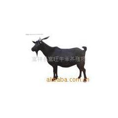 长期供波尔山羊 种羊 育肥羊 小尾寒羊 杜泊羊