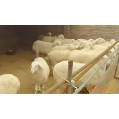 育肥羊,肉羊养殖-山东天鑫股份牛羊养殖基地