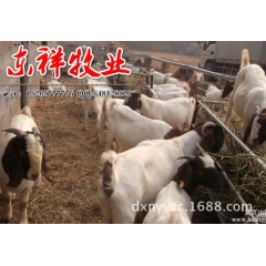 波尔山羊 厂家供应直销 波尔山羊种羊价格