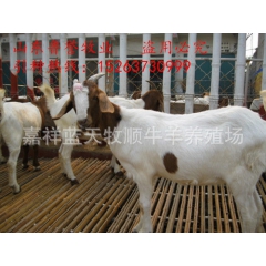 纯种波尔山羊！热销品种小白头波尔山羊价格