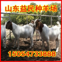 山东益民种羊场出售纯种波尔山羊，杂交波尔山羊，波尔山羊价格