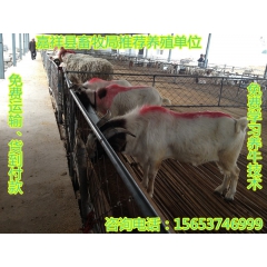 山东省波尔山羊肉牛养殖场 出售纯种波尔山羊肉羊 养殖波尔山羊