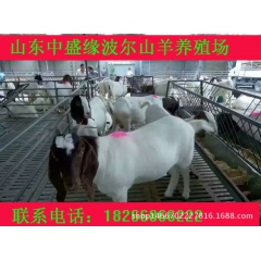低价出售一批波尔山羊 波尔山羊羊苗多少钱 一头波尔山羊的价格