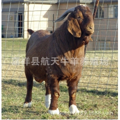 波尔山羊，波尔山羊羊羔多少钱一只，波尔山羊育肥羊批发价格
