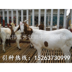 山东养殖场波尔山羊！改良波尔山羊品种【杜泊羊育肥】