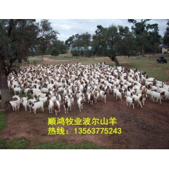 波尔山羊养殖场,波 尔山羊羊苗, 育肥波尔山羊 种羊