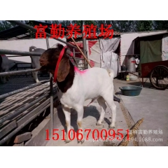 标准化肉羊繁育场供应系列羊品 波尔山羊 羊羔 小公羊 孕母羊