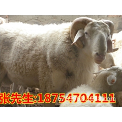 波尔山羊种羊价格，纯种波尔山羊,杜泊绵羊价格