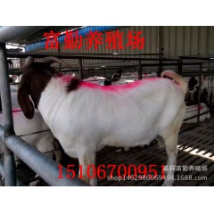 供应南方山区散养波尔山羊 白山羊 肉羊 羊苗 正宗品种欢迎选...
