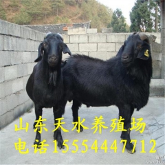 嘉祥县天水养殖场出售种羊 黑山羊 波尔山羊 小尾寒羊 杜泊绵...