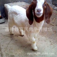 山东省种羊场面向全国 销售   波尔山羊  免费运输