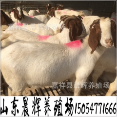 大型的波尔山羊养殖基地——低价销售波尔山羊