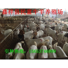 波尔山羊繁育基地常年面向各地供应纯种波尔山羊
