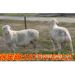 波尔山羊 一只波尔山羊价格