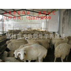 梁山出售波尔山羊 小尾寒羊 肉羊繁殖基地