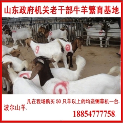 新上市小尾寒羊 波尔山羊 杜波羊 黑山羊价格